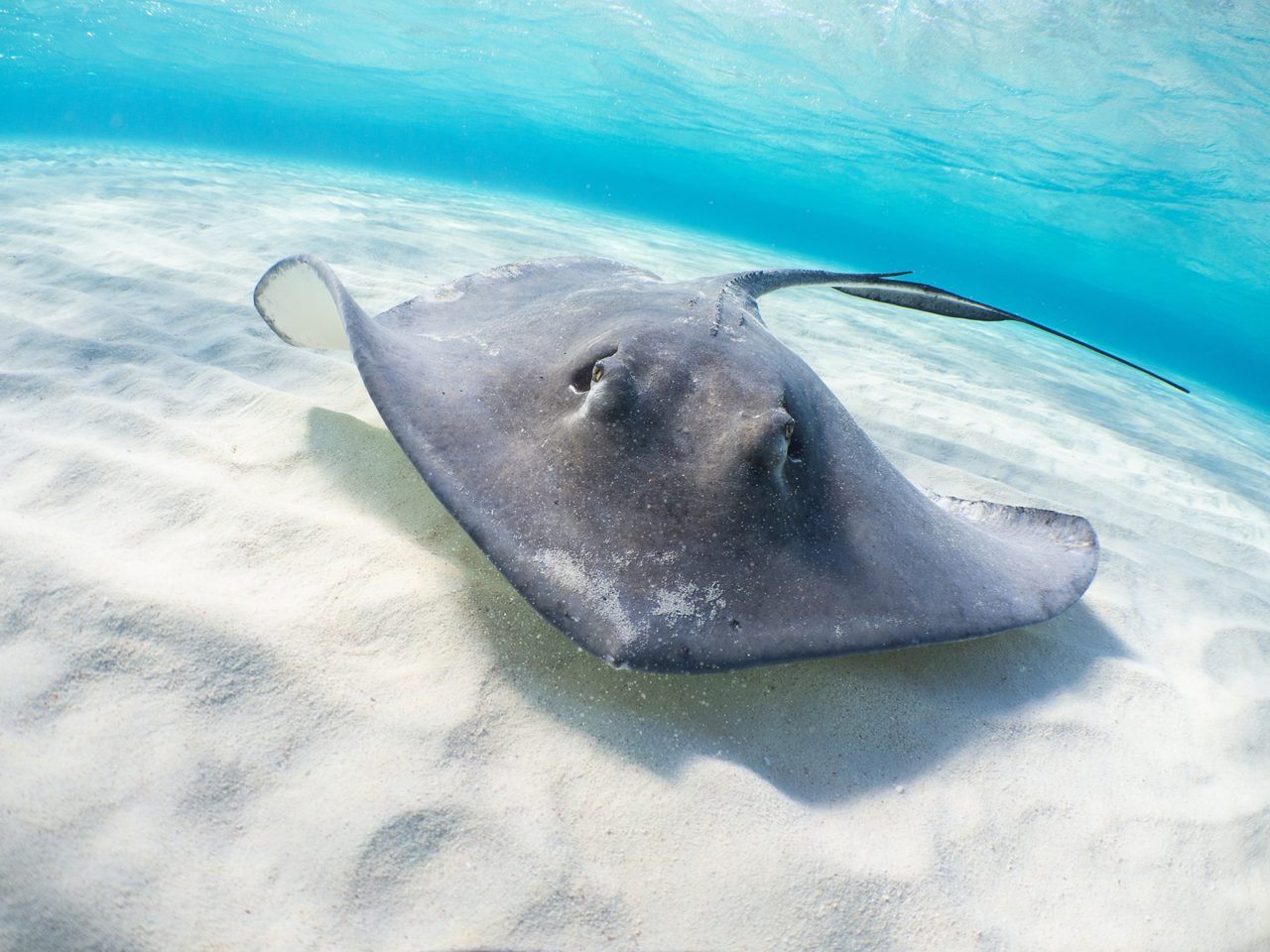 A stingray swimming gracefully above the sandy bottom of the clear turquoise waters surrounding Gibbs Cay, Providenciales, with a serene underwater backdrop.