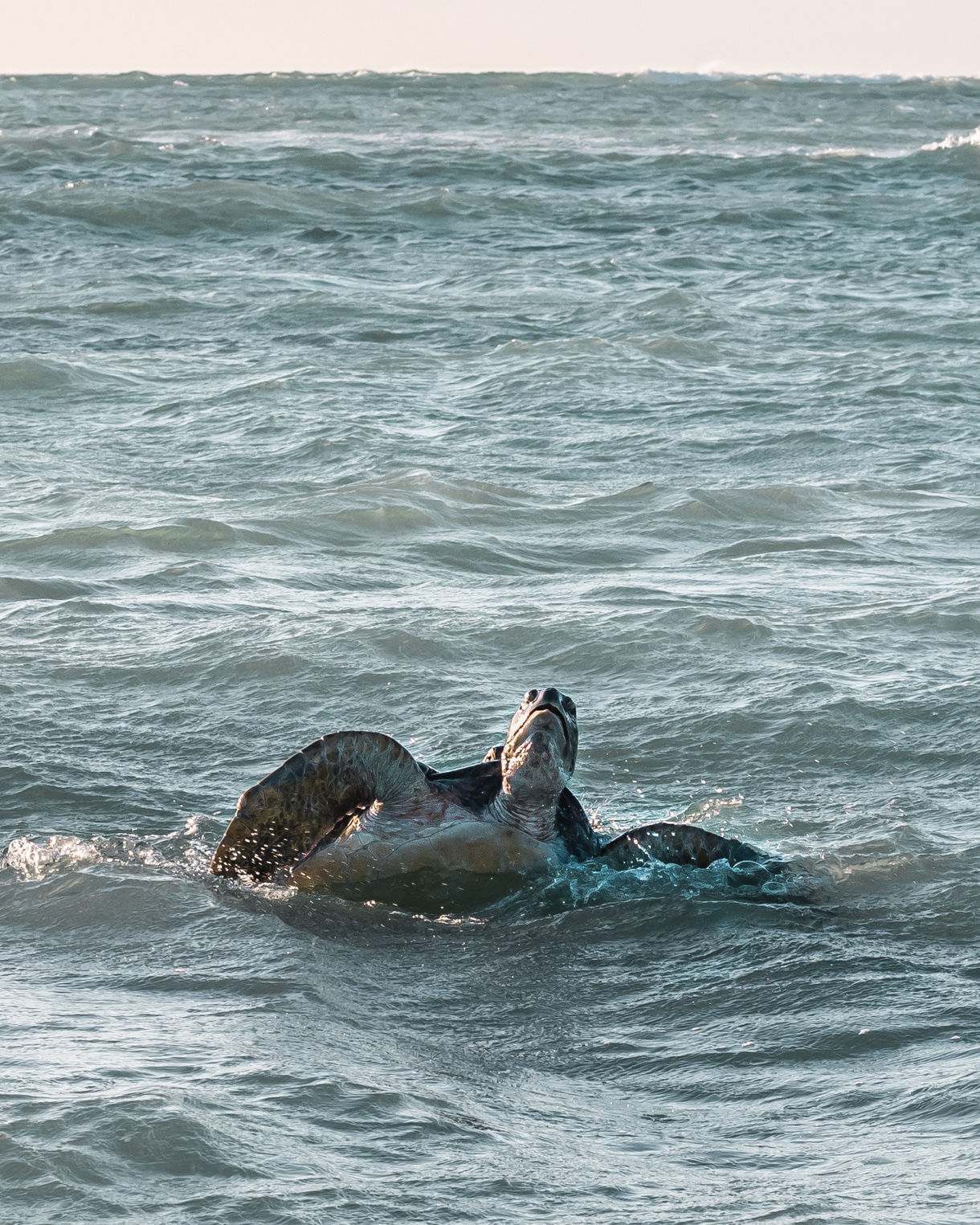 Two sea turtles partially above the waterline in gentle ocean waves, their shells and heads visible against a pale blue sea.