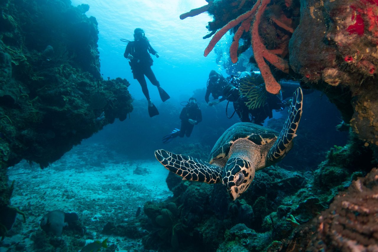 Hawksbill sea turtle swimming near colorful coral reef with scuba divers in background in Cozumel's marine waters.