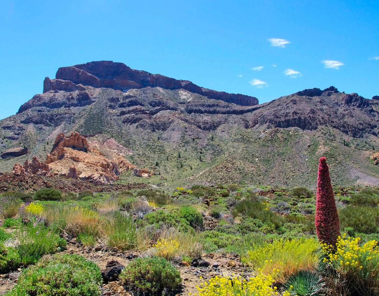 Rocky mountains of Ucanca Valley in Tenerife with colorful wildflowers and a tall red Echium wildpretii plant in the foreground.