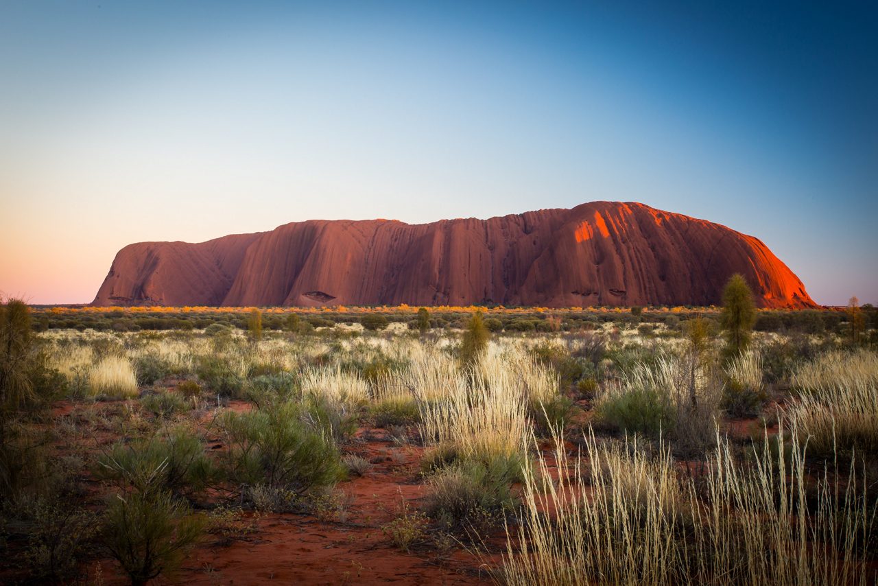 Uluru at sunset, with the orange-glowing rock formation surrounded by tall grasses and shrubs, set against a clear blue sky with a pinkish hue.