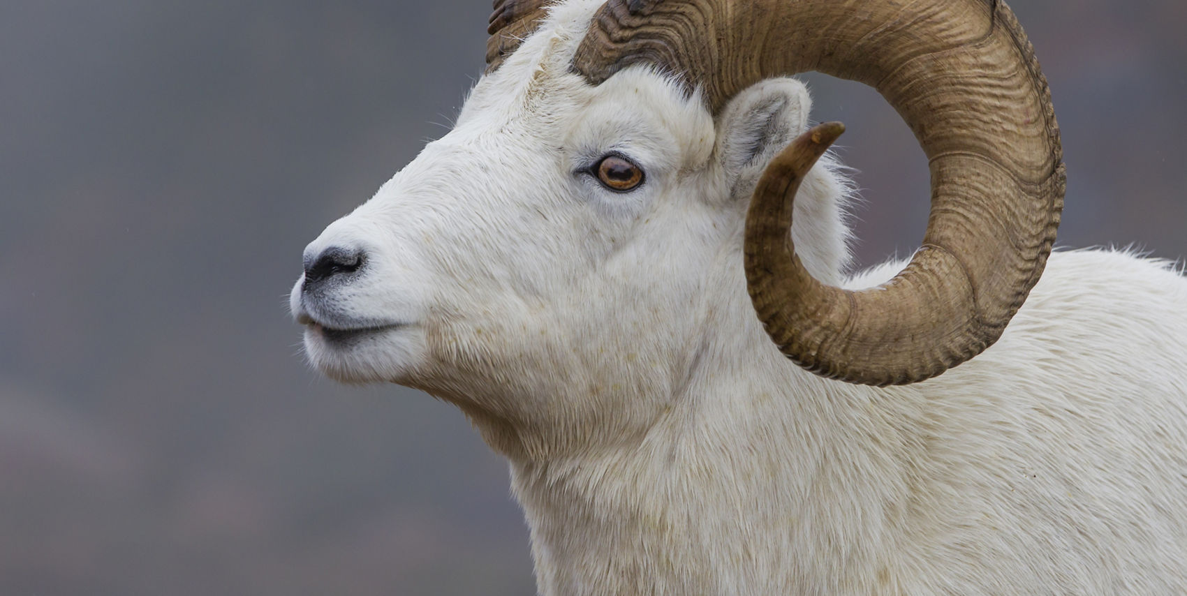 A detailed side profile of a Dall sheep features its prominent, curved horns and white fur. The animal is set against a softly blurred, natural outdoor background, emphasizing its distinct facial features and texture. The lighting is natural, highlighting the sheep's calm expression and the spiral shape of its horns. No visible text or numbers appear in the image.