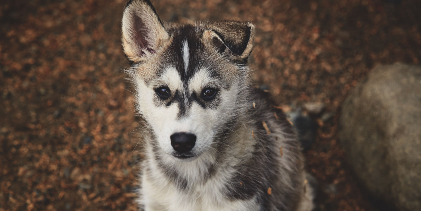 A young husky puppy with black and white fur sits attentively on a dirt and leaf-covered forest floor. The puppy's expressive eyes and upright ears are prominent, with one ear slightly folded. The natural outdoor setting features earthy tones and a large rock in the background, creating a rustic and serene atmosphere. No visible text or numbers are present in the image.