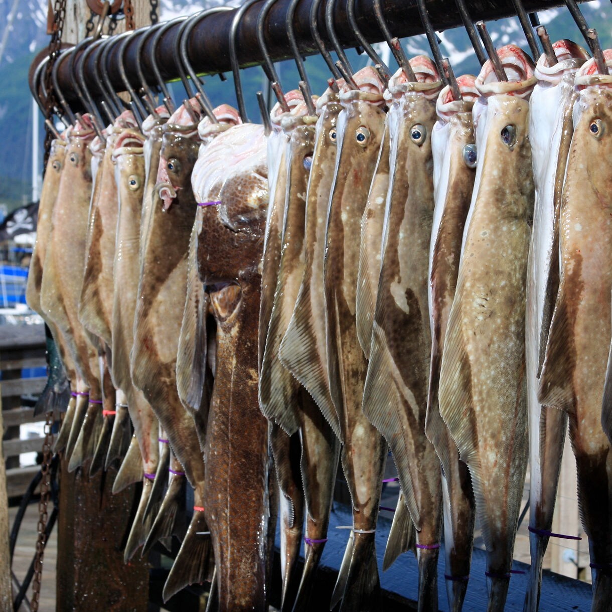 Row of freshly caught halibut hanging on metal hooks at a dock in Valdez, Alaska with parts of fishing boats and wooden beams visible in the background.
