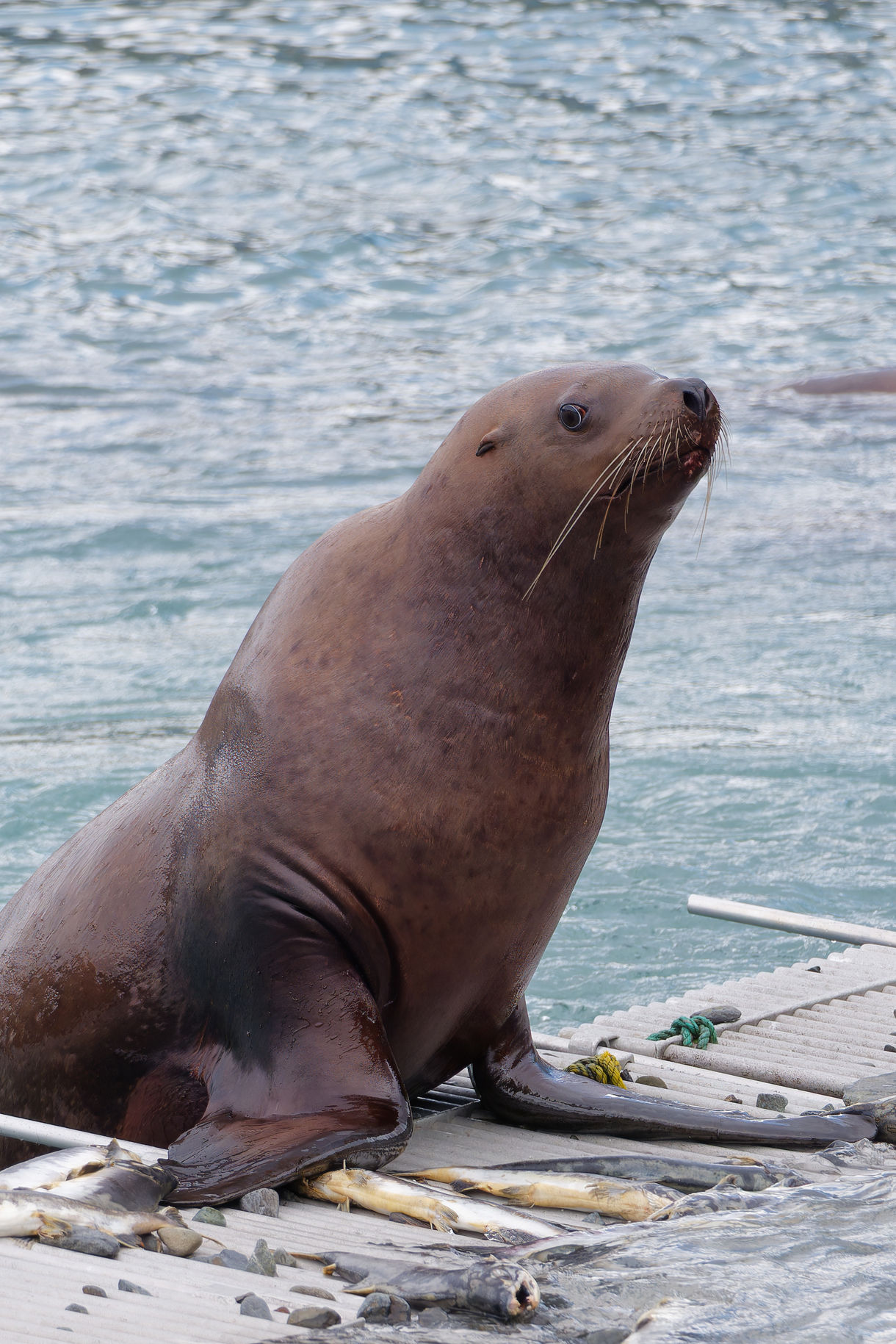 A sea lion resting with its flippers on a dock beside blue-green water in Valdez, Alaska, surrounded by scattered ropes and dock equipment.