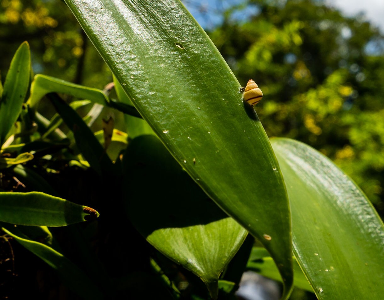 Close-up of a glossy green vanilla vine leaf with a small striped snail resting on its surface, set against a bright tropical backdrop of trees and blue sky.