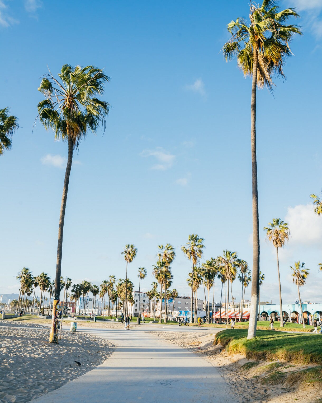 Tall palm trees line a sandy path at Venice Beach with scattered visitors walking and biking under a bright blue sky.