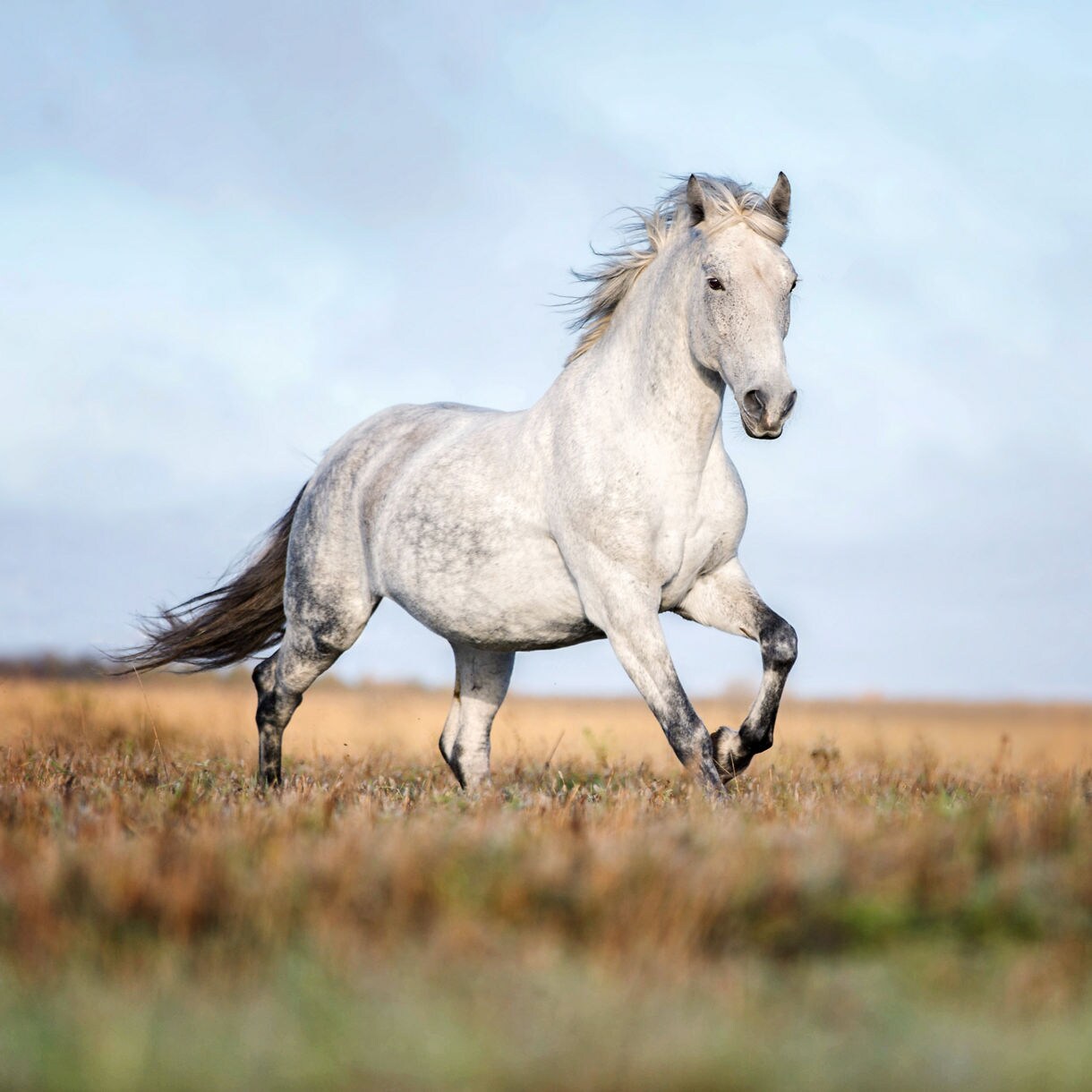 A white Lipizzaner horse running through a grassy meadow, its mane flowing as it lifts its front legs mid-stride.