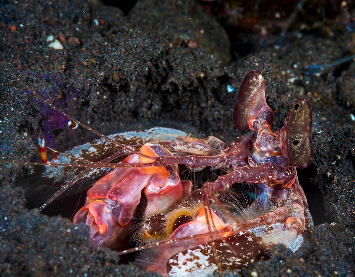 Close-up underwater view of a brightly colored mantis shrimp partially emerging from dark sand, its translucent pink limbs and large patterned eyes sharply visible.