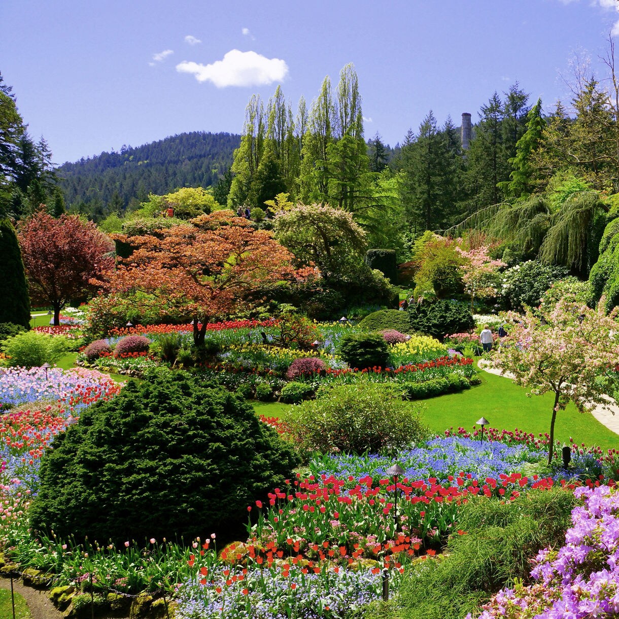 Butchart Gardens in Victoria, British Columbia, with colorful tulips, azaleas and trees in full bloom, set against a backdrop of green hills and a clear blue sky.
