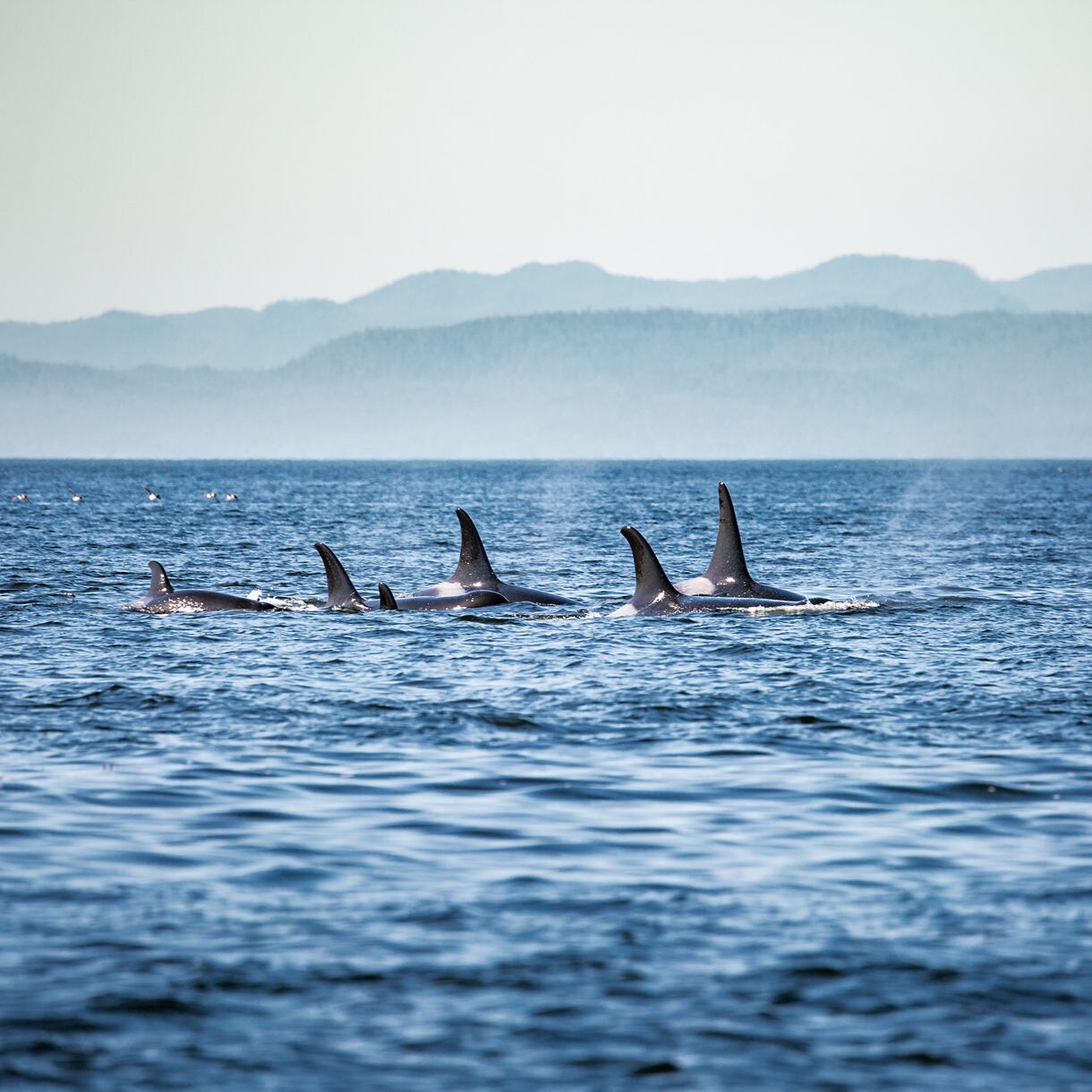 A group of orcas swimming in the ocean near Victoria, with their dorsal fins visible above the calm water and distant mountains creating a serene background.