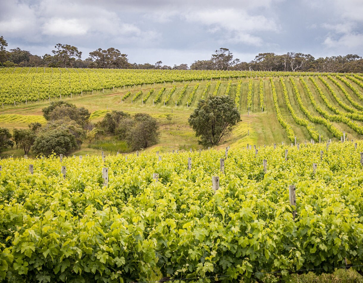 A lush vineyard with long, neat rows of grapevines covering gently sloping hills under a cloudy sky.