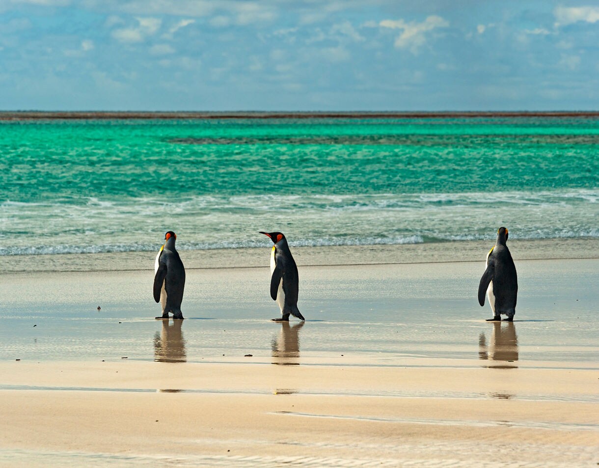 Three king penguins standing on a wide sandy beach with turquoise water and gentle surf in the Falkland Islands.
