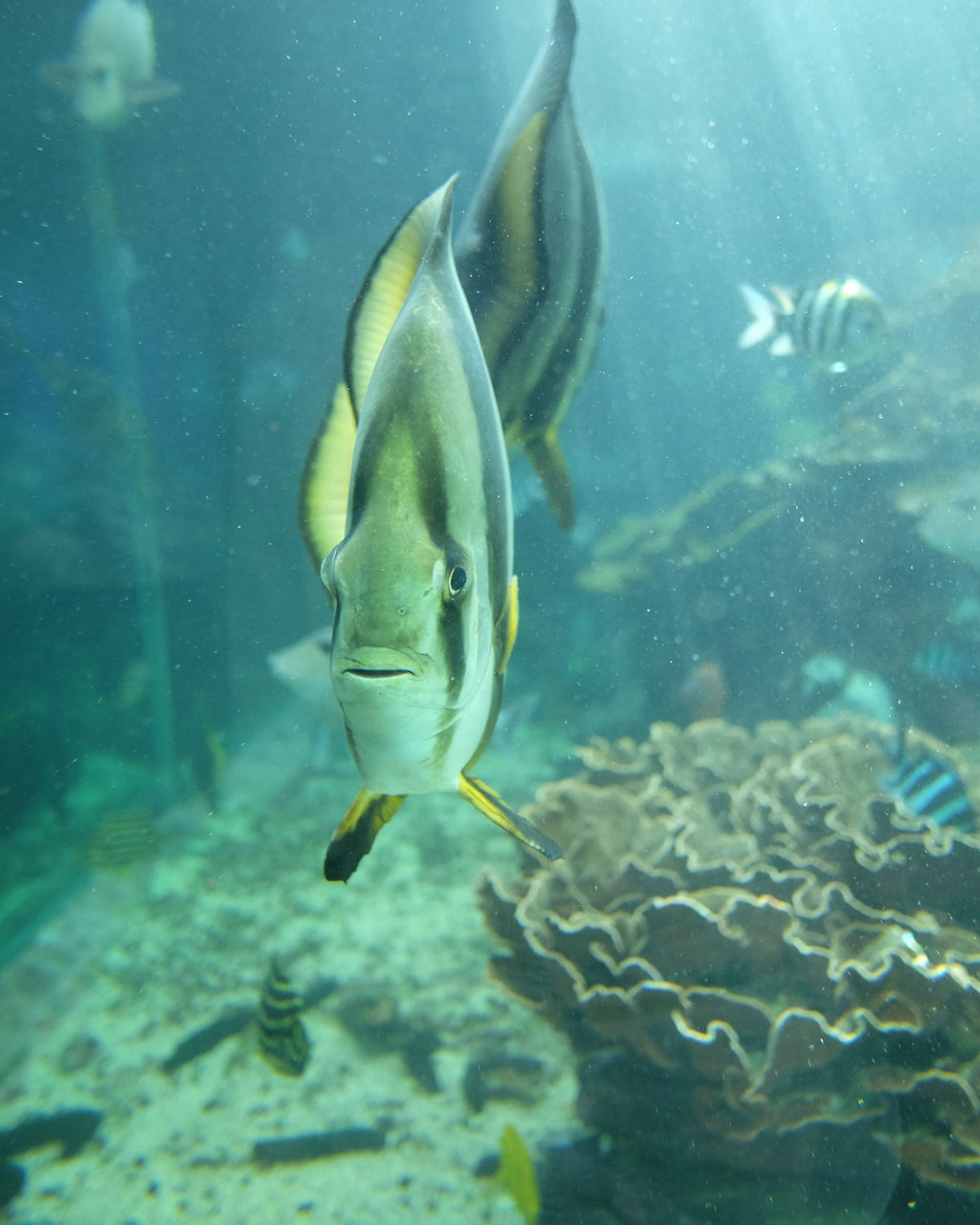 Colorful fish swimming near coral inside a large aquarium tank at the Wakayama Museum of Natural History.
