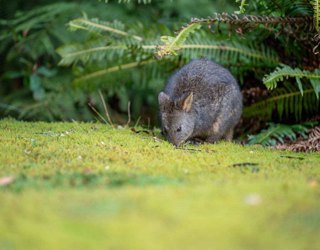 Small wallaby feeding on mossy ground surrounded by ferns and dense green foliage in a shaded forest.