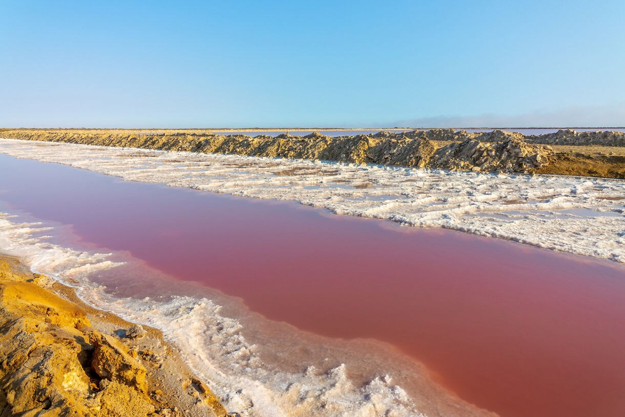 Close-up view of a pink salt pond bordered by white crystalline salt deposits and rough yellow earth, stretching toward the horizon under clear blue sky.