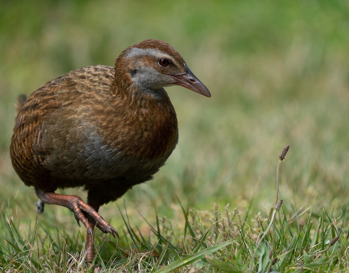 Close-up of a brown weka bird walking through grass, its red eye and streaked feathers visible against a soft green background.