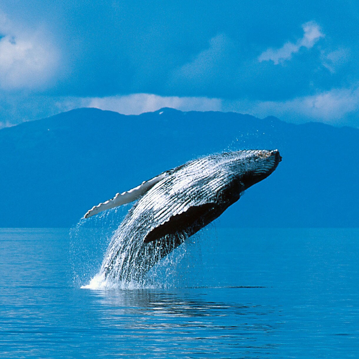 A majestic whale breaches the surface of the water at Alaska's Inside Passage near Juneau.