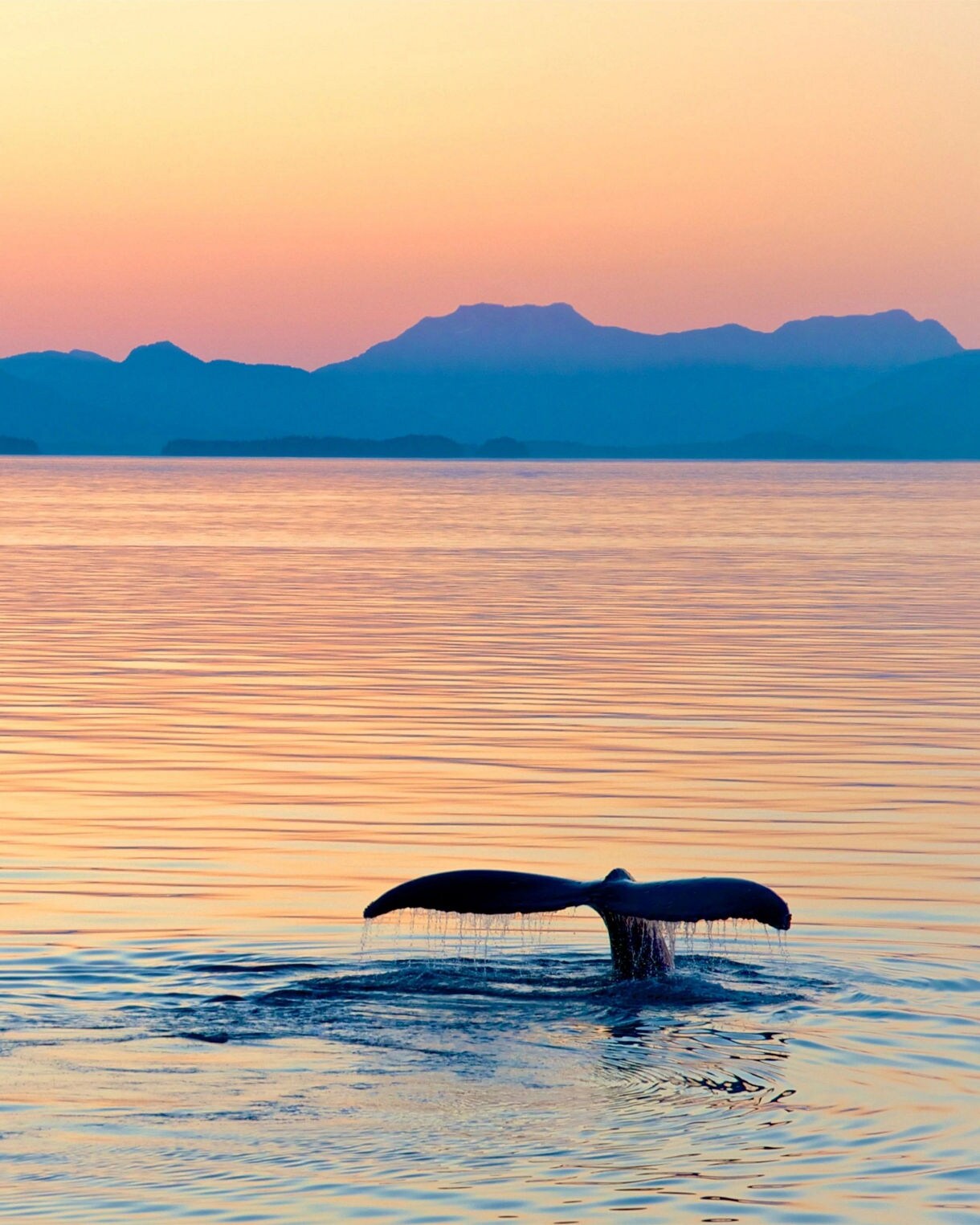 Whale breaches in ocean with stunning mountains behind.