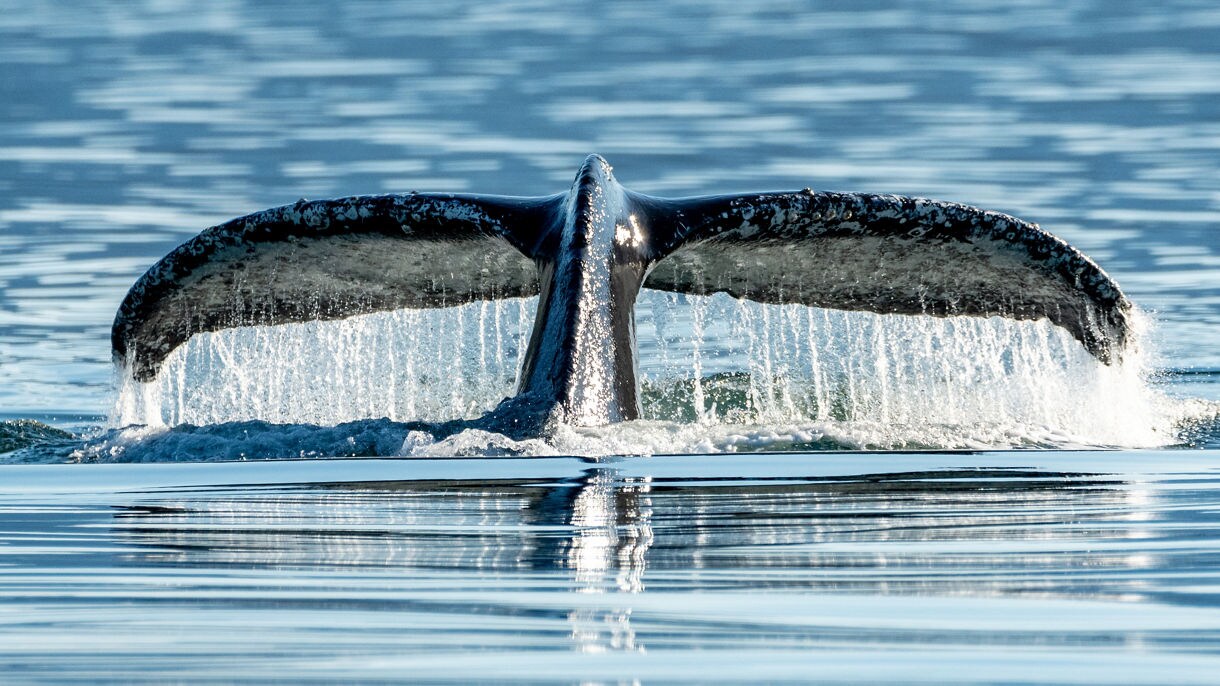 Humpback whale tail fluke breaking the water surface with dramatic splash and water cascading off, creating perfect reflection in calm blue waters at Icy Strait Point, Alaska.
