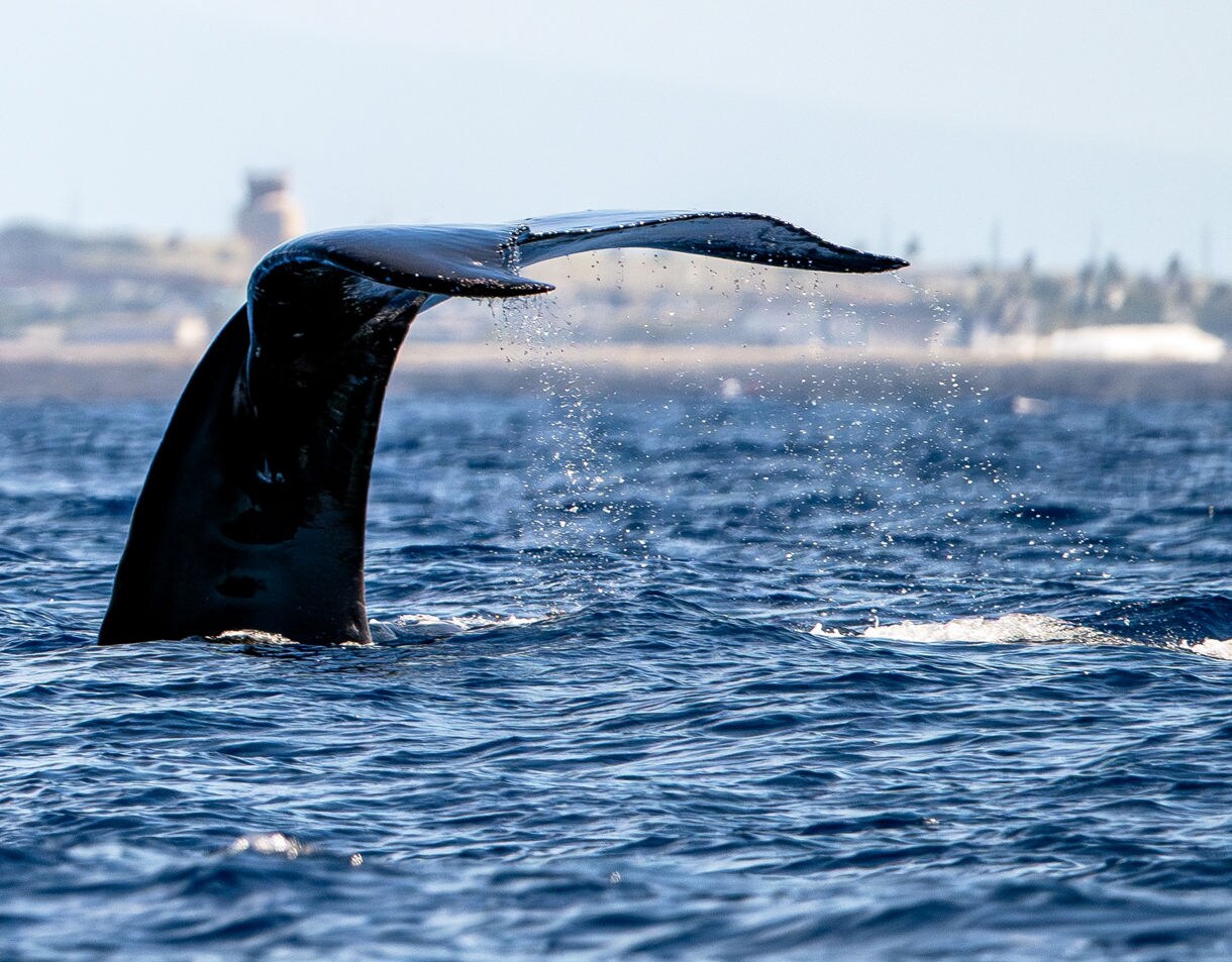 Close-up of a humpback whale’s tail rising from the blue ocean near Maui, water droplets cascading as it dives.