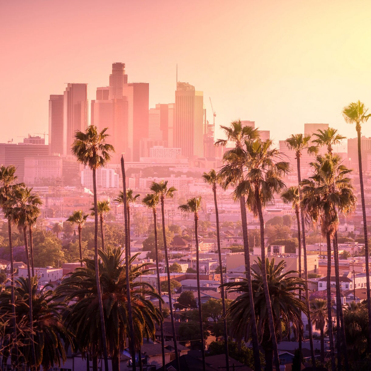 Beautiful sunset of Los Angeles downtown skyline and palm trees in foreground
