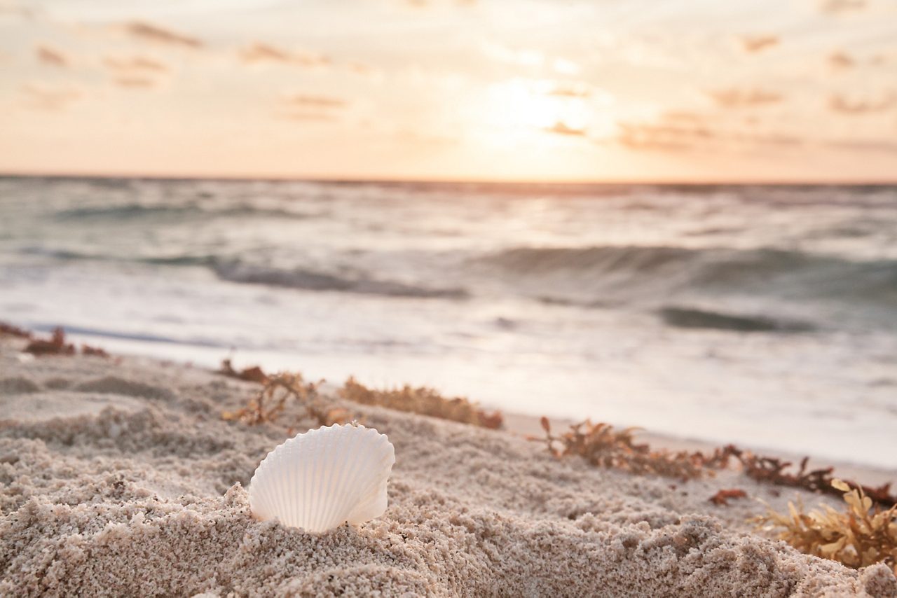 White shell in the foreground of a tropical beach. Sunrise in the background.