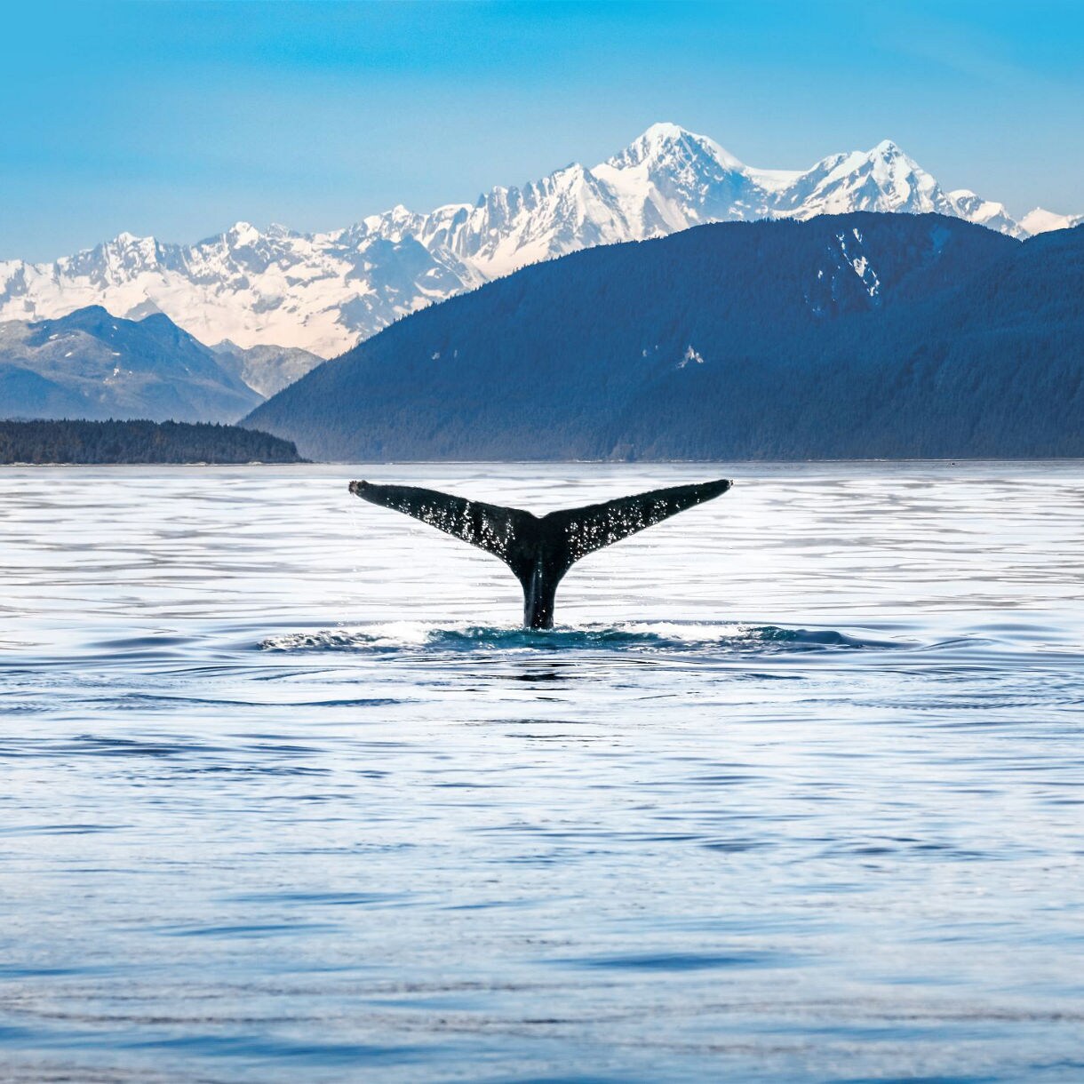 Black whale tail emerging from calm blue water with forested mountains and snowy peaks in the background.