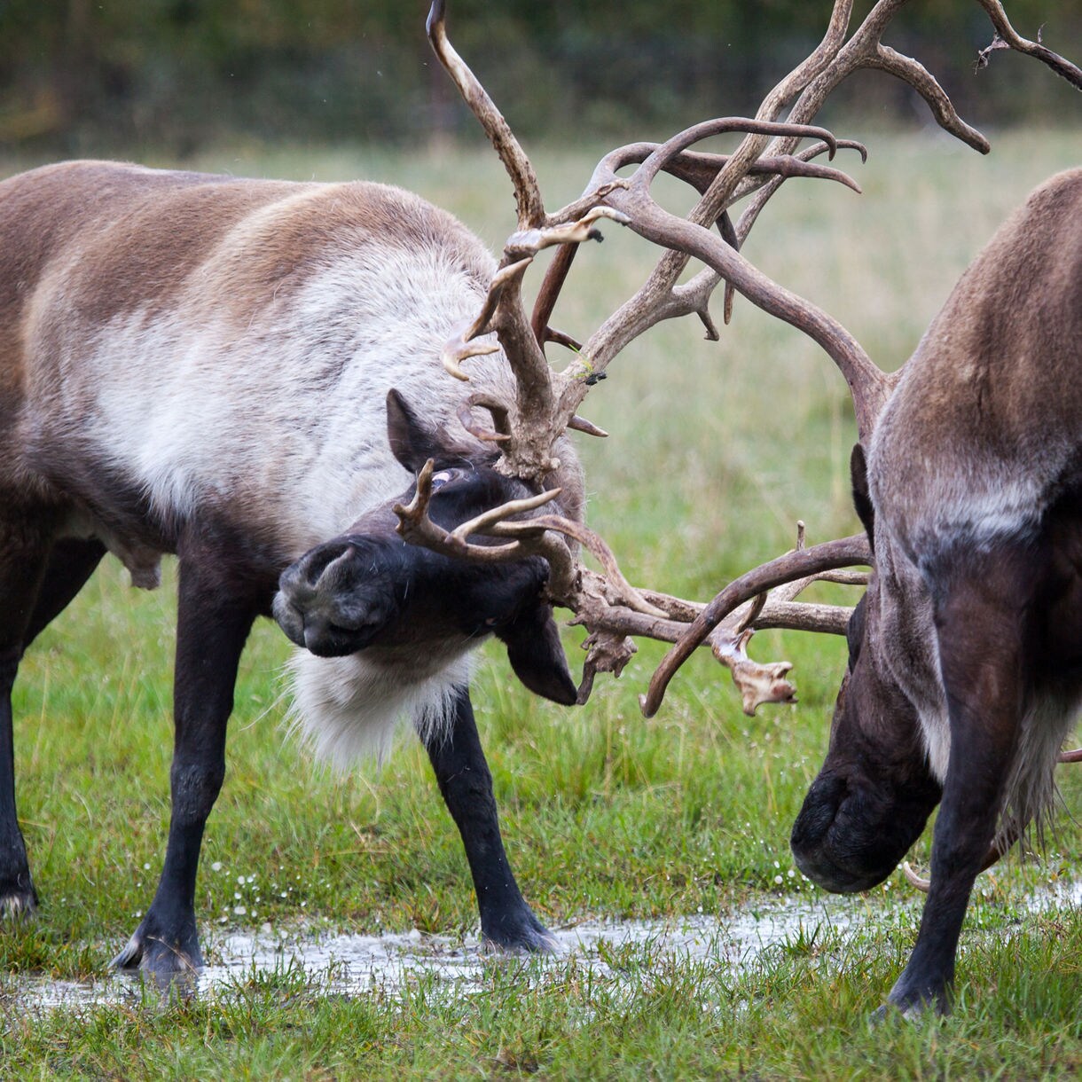 Two caribou with large, tangled antlers engaged in a head-to-head clash on a grassy field at the Alaska Wildlife Conservation Center.