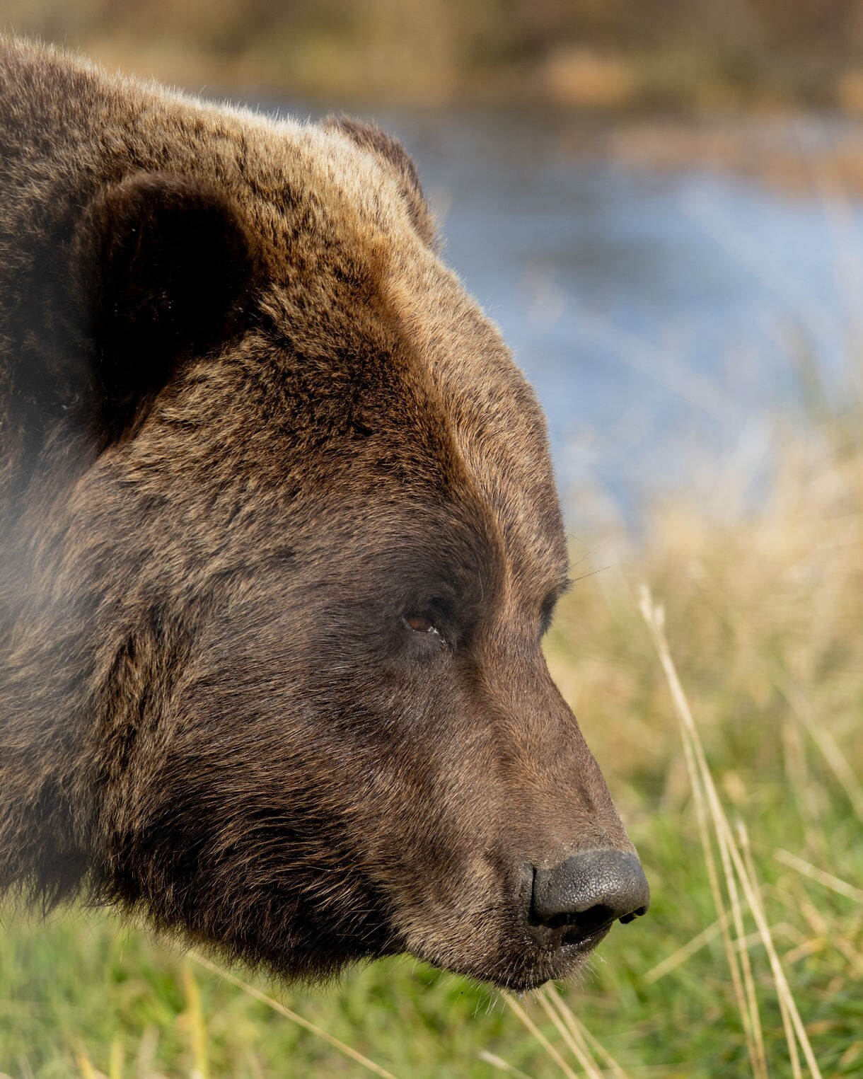 Close-up side profile of a grizzly bear.