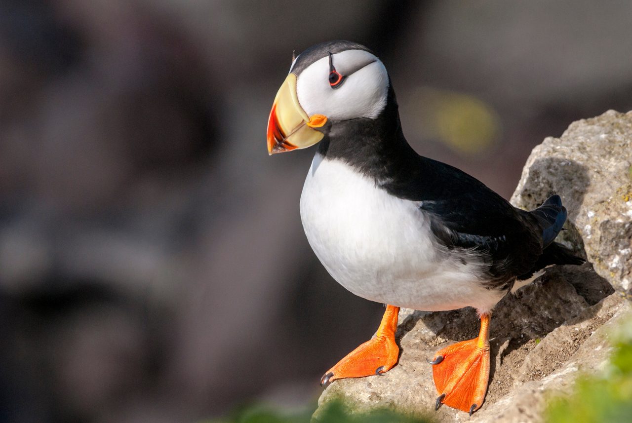 Horned puffin with white face, black body, and bright orange-yellow beak perched on rocky cliff.