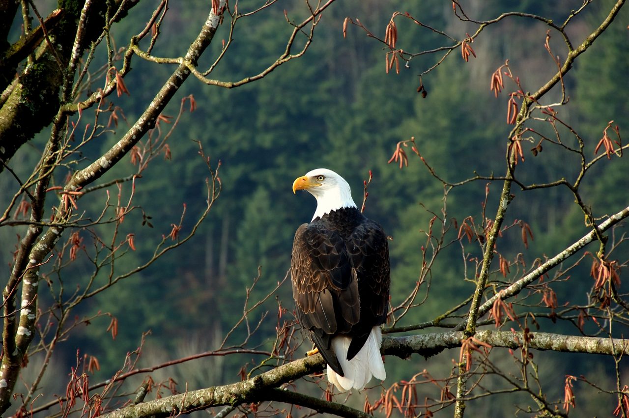 Bald eagle with white head and tail and dark brown body perched on moss-covered branch with forested mountains in background.