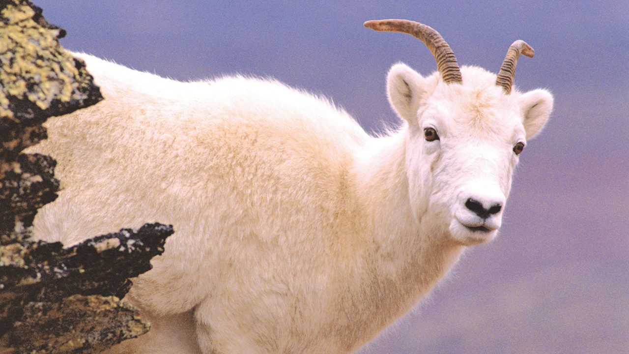 White Dall sheep with large curved horns standing on rocky outcrop with purple-blue sky background.