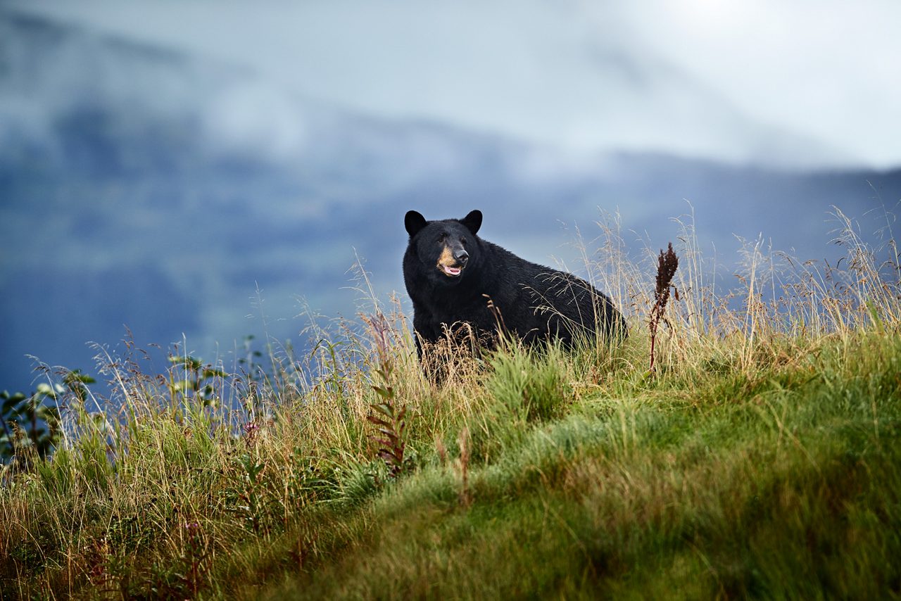 Black bear standing in tall grass on hillside with blue water and mountains visible in background.