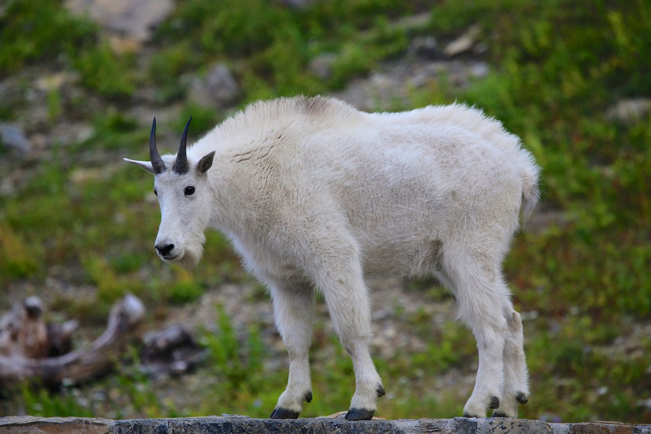 White mountain goat with black horns standing on fallen log with blurred rocky mountain terrain background.