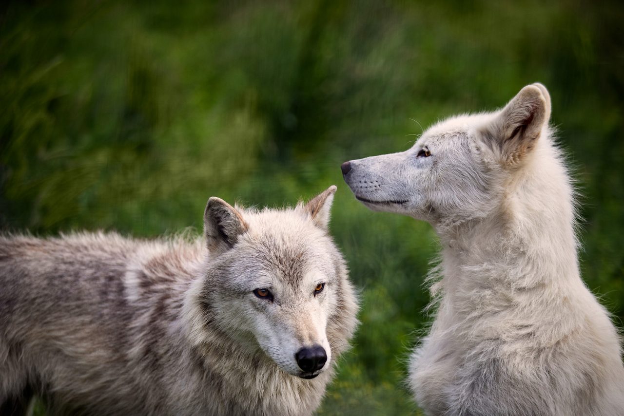 Two wolves with gray and white fur standing together on grass with blurred green foliage background.
