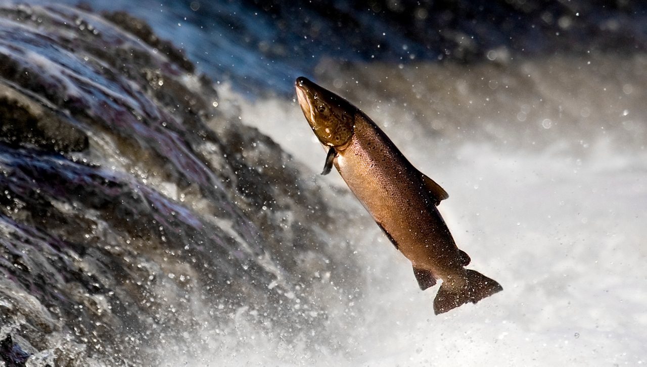 Salmon jumping vertically out of rushing waterfall with white water spray surrounding it.