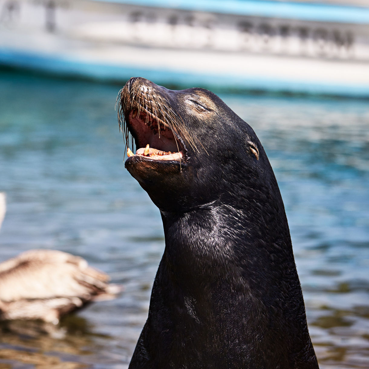 wildlife marine seal sitting in water