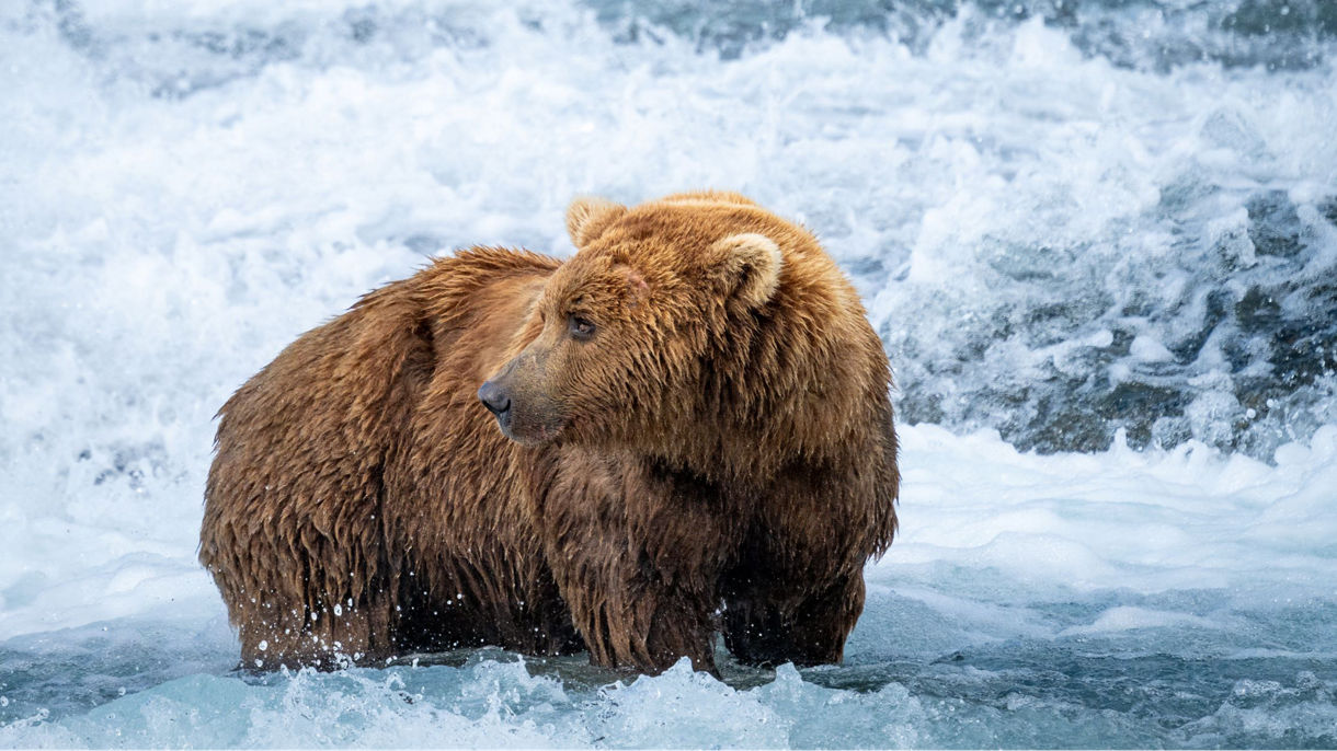 Brown bear standing in white rushing water and foam while fishing in Seward, Alaska.