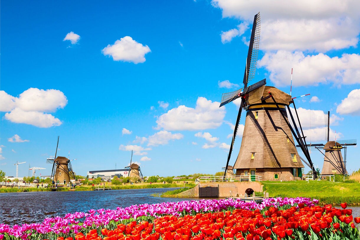 Traditional windmills of Kinderdijk standing tall beside a canal, with vibrant red and purple tulips blooming in the foreground under a bright blue sky.
