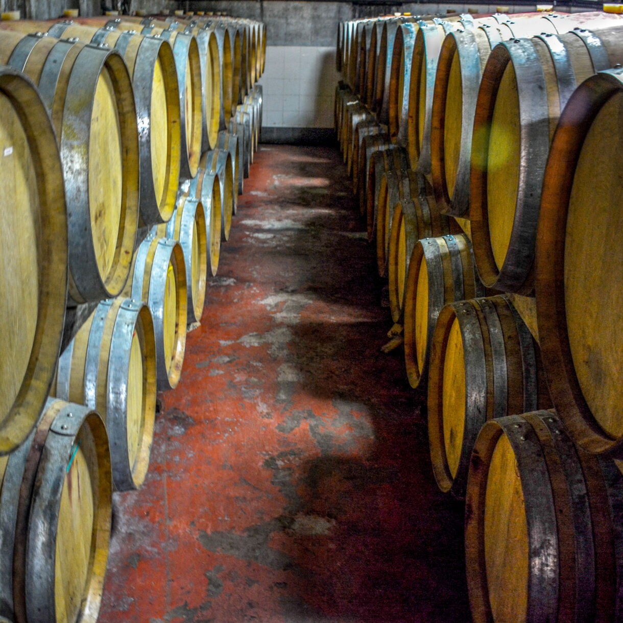 Rows of wooden wine barrels with metal hoops lining both sides of a dimly lit cellar with a red concrete floor.