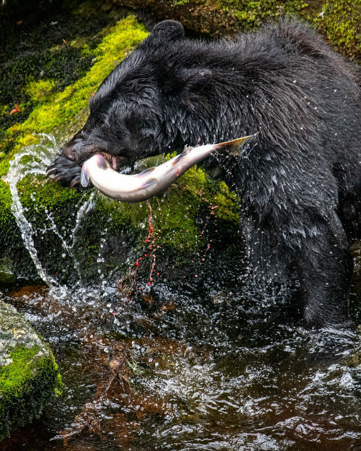 Black bear in a rocky stream holding a silver salmon in its jaws, surrounded by mossy boulders.