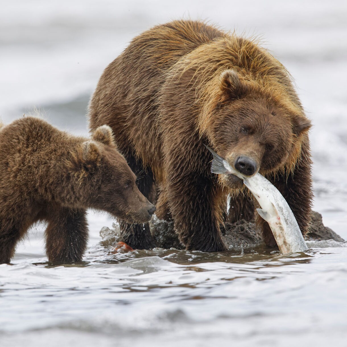Brown bear with cub in shallow water, adult gripping a silver fish in its mouth.