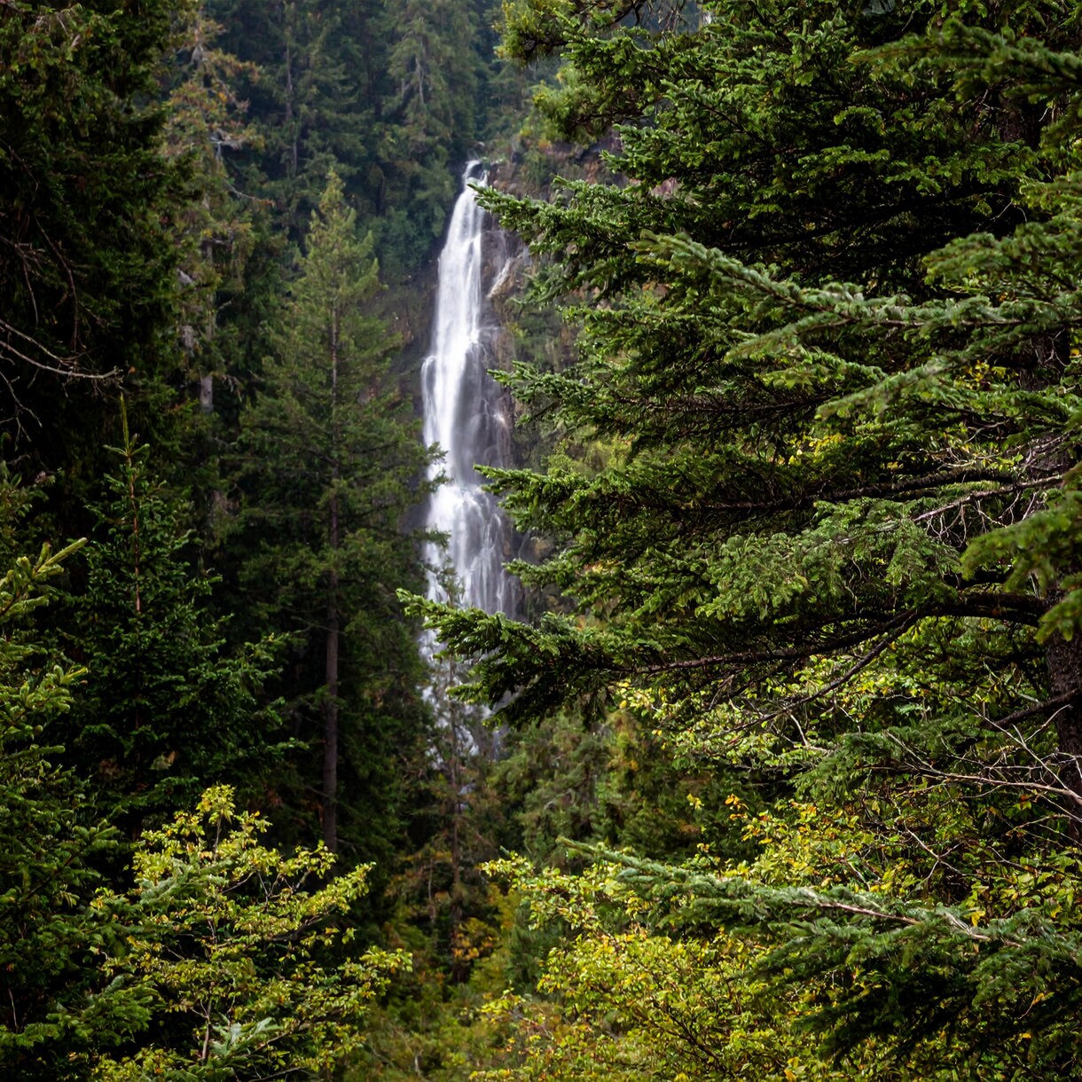 Tall waterfall cascading through dense evergreen trees in the forest near Wrangell, Alaska.