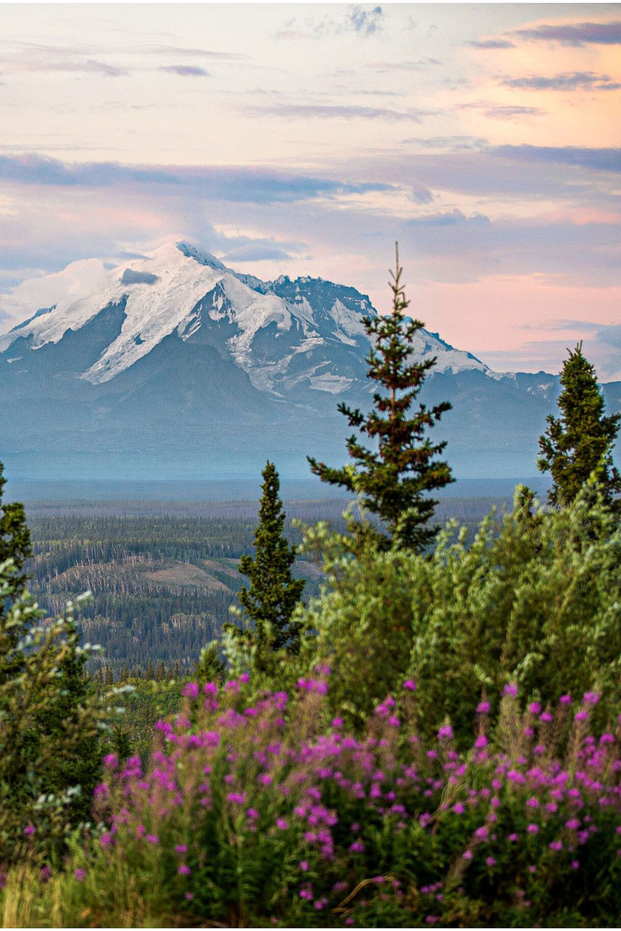 Snow-capped mountain at sunset in Wrangell-St. Elias National Park, framed by pine trees and purple wildflowers in the foreground.