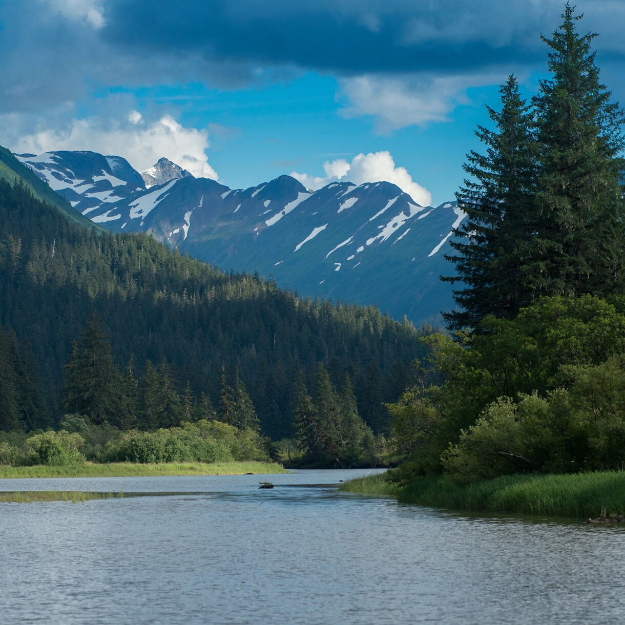 Scenic view of the Stikine River with forested banks and snowy mountains under a blue sky.