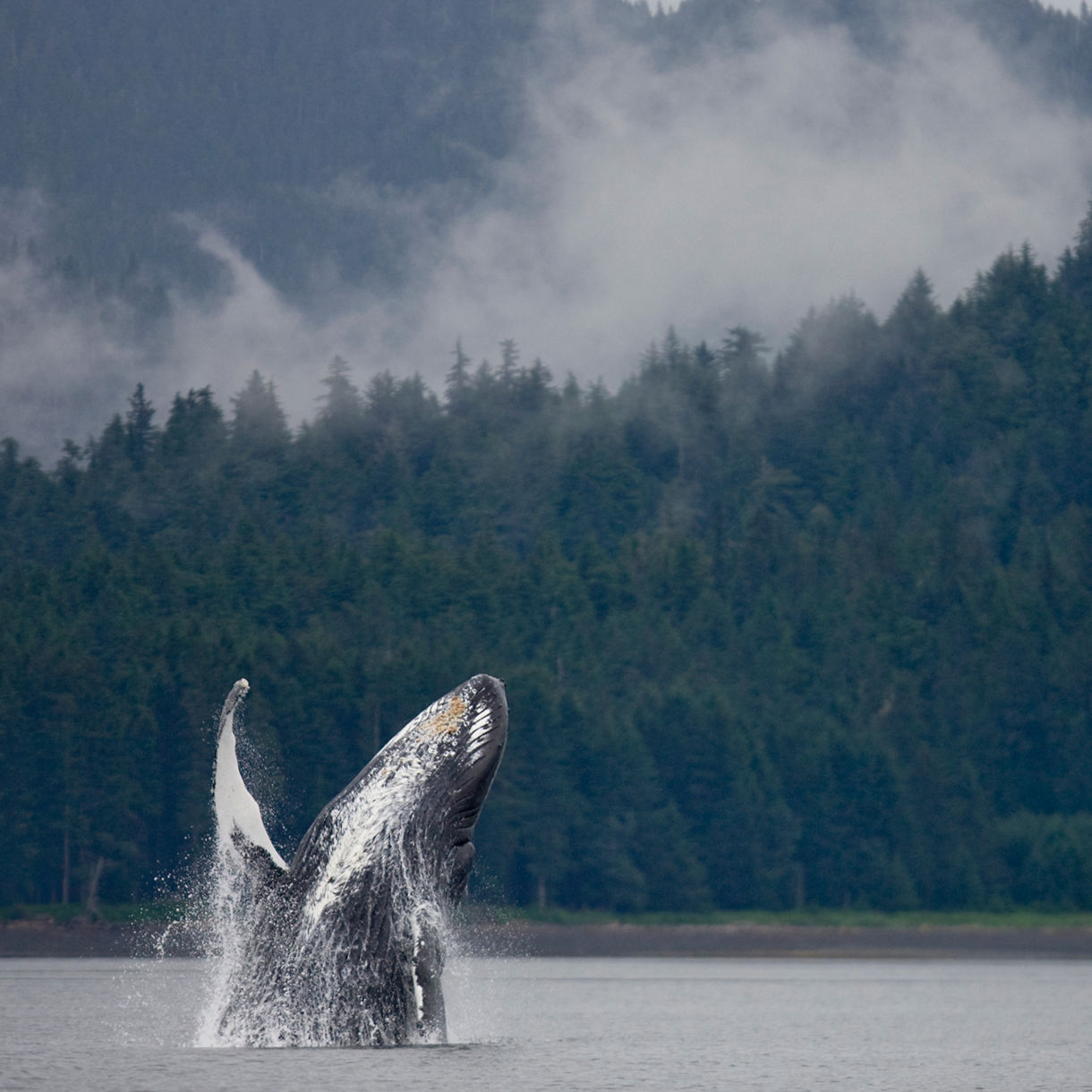 Humpback whale breaching near forested coast with mist and trees in the background.