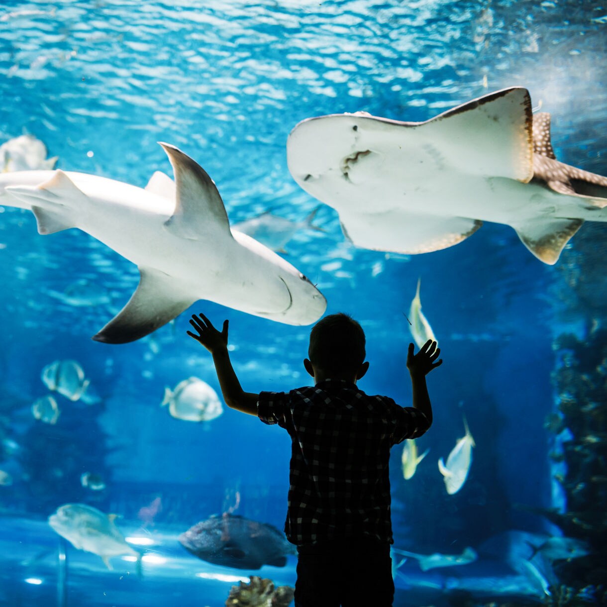 A young child stands silhouetted against a large aquarium window, reaching out toward two sharks swimming overhead. The scene is filled with blue water and various fish species gliding through the tank. Light filters through the water, creating a dreamy, underwater atmosphere. The image captures a sense of wonder, curiosity, and discovery in a marine environment.