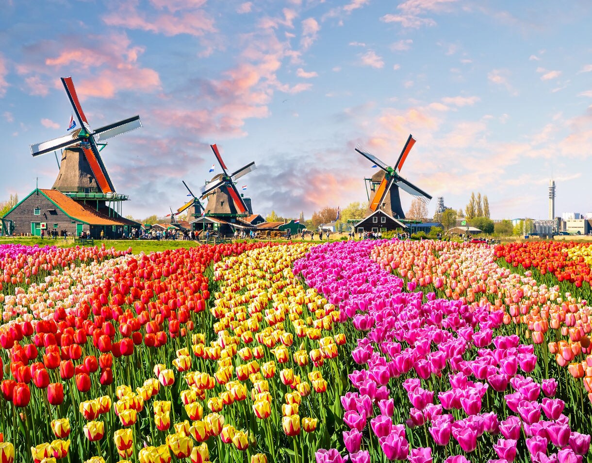 Bright tulip fields in red, yellow and pink with traditional windmills at Zaanse Schans in the Netherlands.